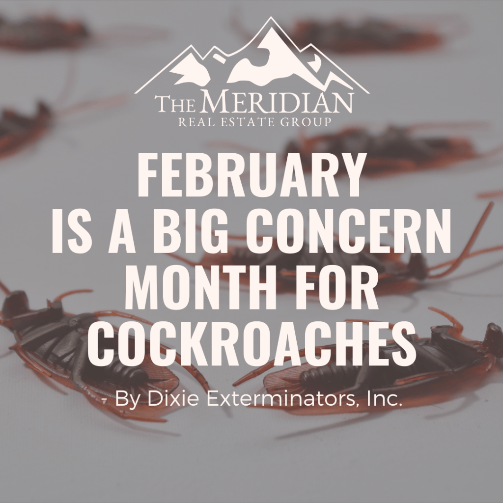 February Is A Big Concern Month For Cockroaches